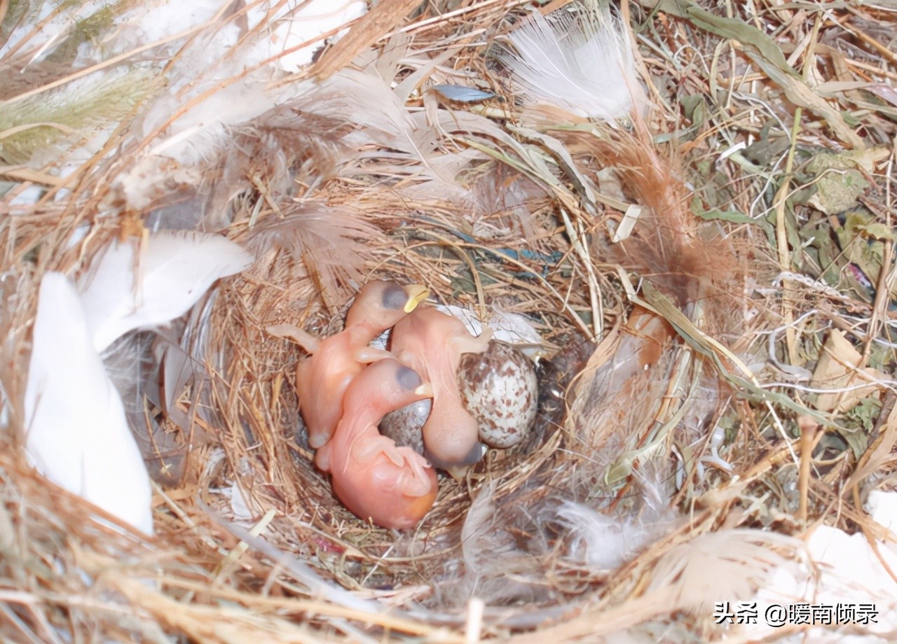 三种鸟进屋好指的是哪三种,三鸟进家门家中出贵人是哪三鸟