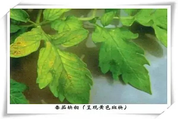 土壤缺钼怎么办,植物缺少钼元素会有什么结果