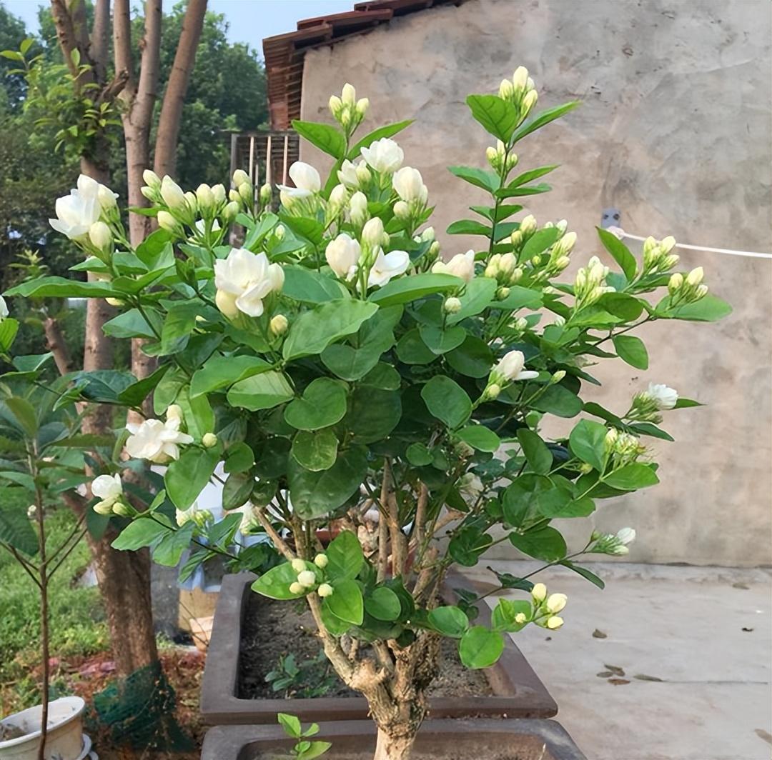 养花什么花是喜酸的,喜酸的花怎么养