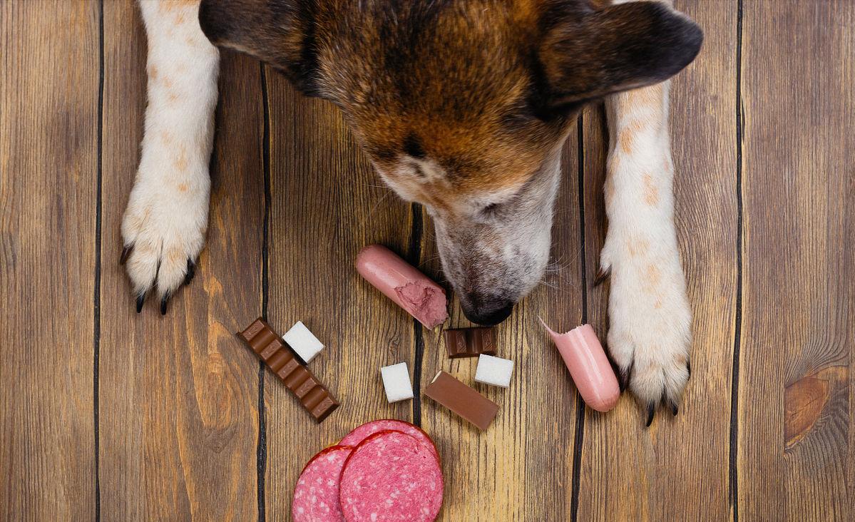 这20种食物，对狗来说是“毒药”，你还在给它吃吗？