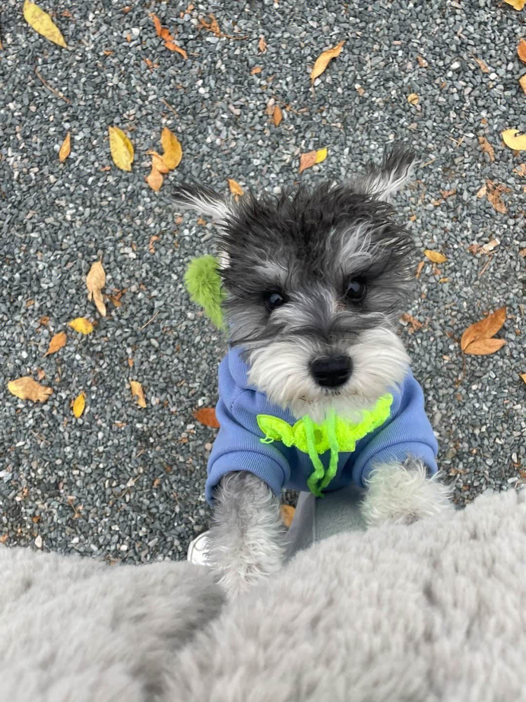 哪种狗最好养又省钱不生病,有这几种特征的狗尽量别养