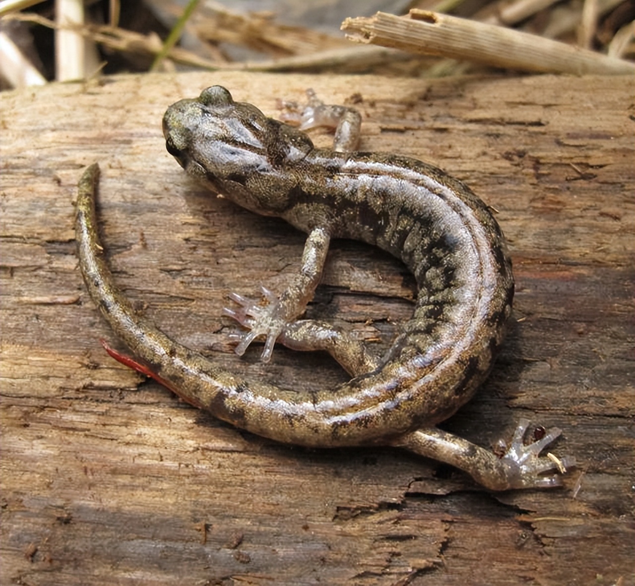 蝾螈从高处摔下来了,流浪蝾螈