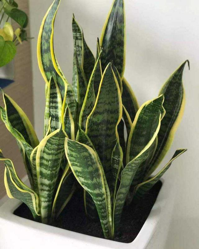 夜间能“制氧气”的10种花，建议卧室养一盆，温馨还能助睡眠