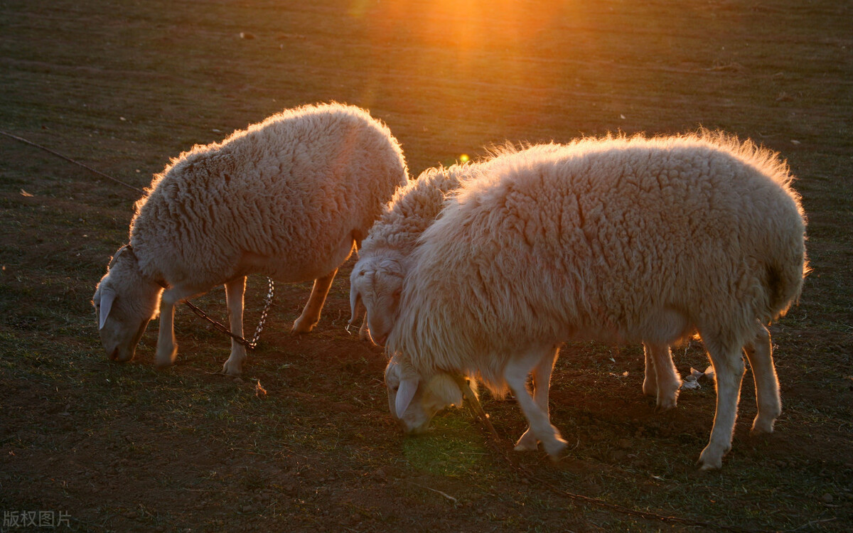养羊赔钱该何去何从,现在养羊的利润与成本真实