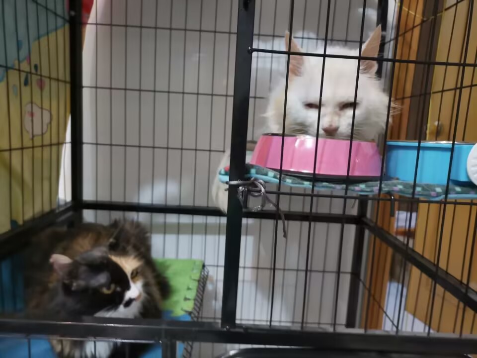 我的第二只猫咪图片,第二只猫来了第一只猫生气