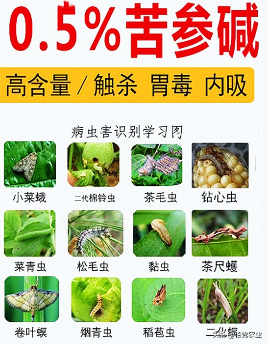 苦参碱能杀几种害虫,苦参碱对虫害有效吗