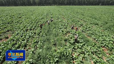 浙江东阳牛蒡种植,种植牛蒡的经济效益