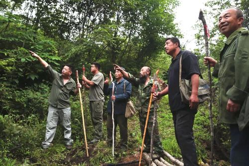 长白山挖参人发现160年老山参,长白山挖参故事