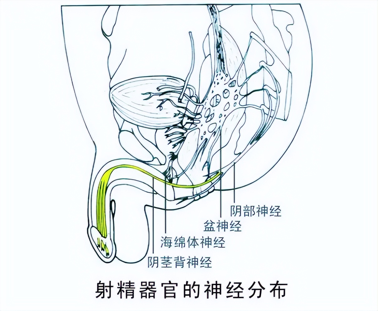 夫妻生活过程中，男人尿尿和射精会同时发生吗？医生为你解答