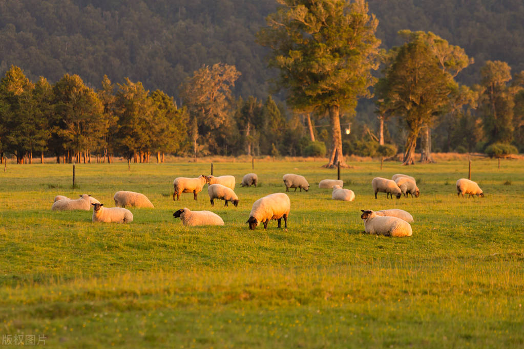 在农村养羊养牛养鸡哪个最赚钱呢,农村人创业养羊一年能赚多少钱
