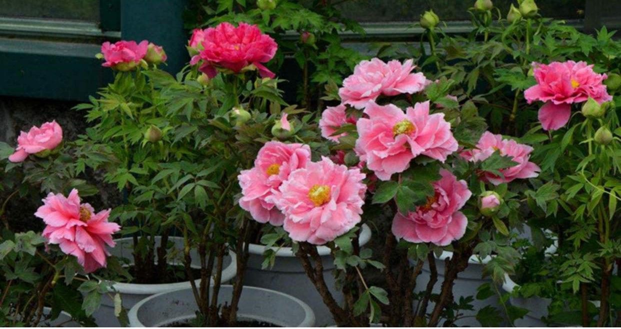 代表富贵吉祥的花草,有寓意的花草名