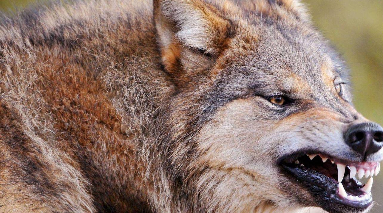 犬科和猫科进化史,犬科动物大揭秘