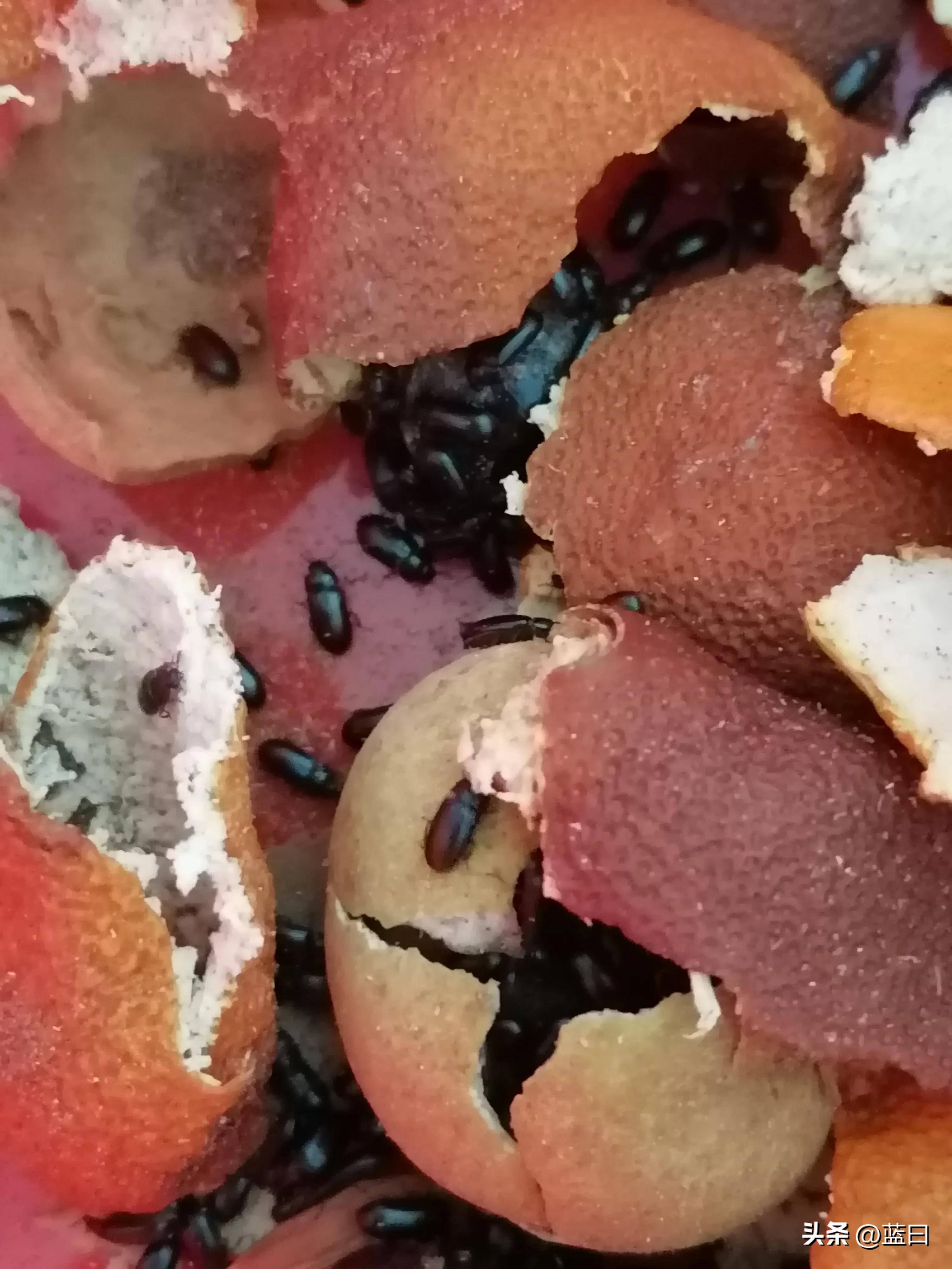 虫子宝宝和虫子妈妈,妈妈陪宝宝夹虫子