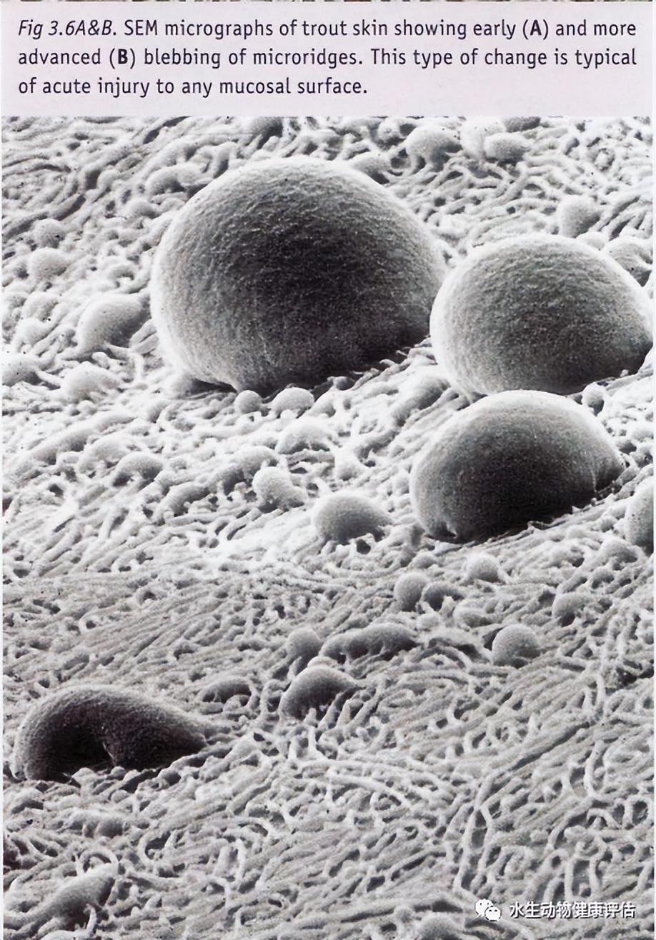 鱼类正常皮肤及其浅表疾病