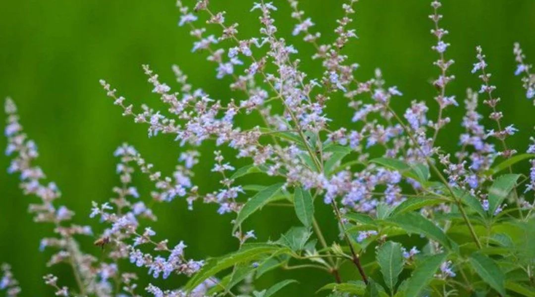 目前农村种植啥最赚钱呢,农民现在种植什么收益高