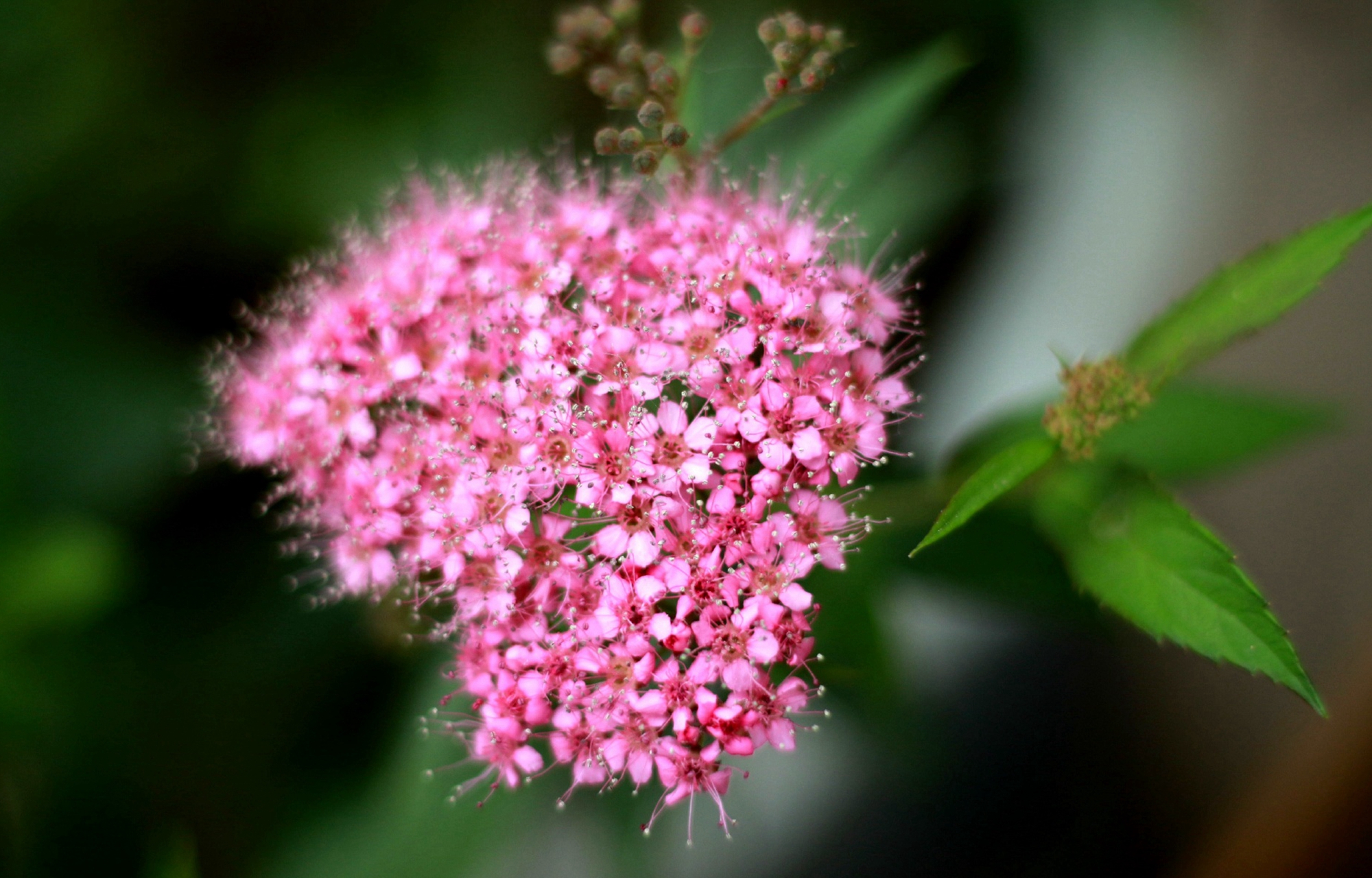 打油诗回忆往事,打油诗今日复明日