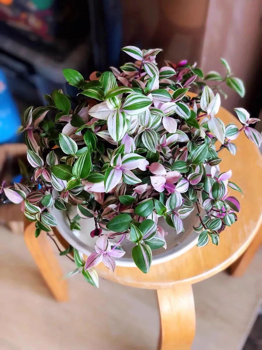 吊兰最贵的品种,吊兰什么品种最贵