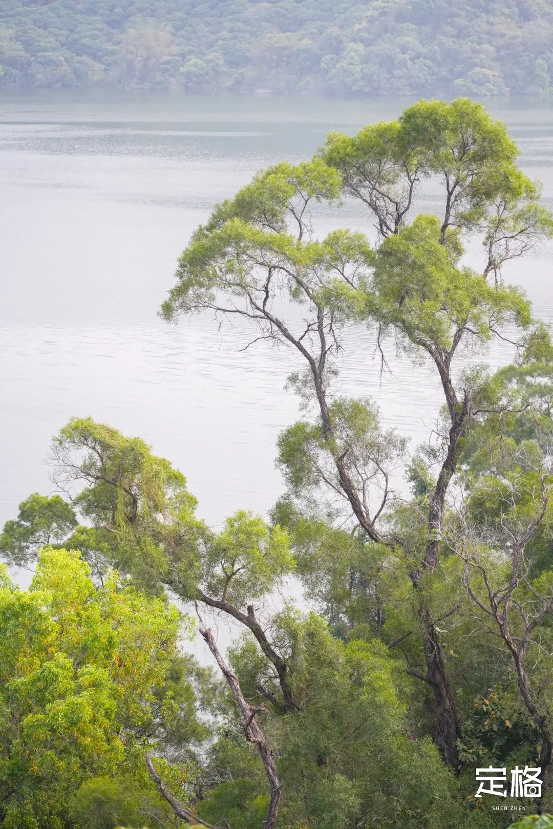 淘金山绿道揽胜,淘金山绿道预约