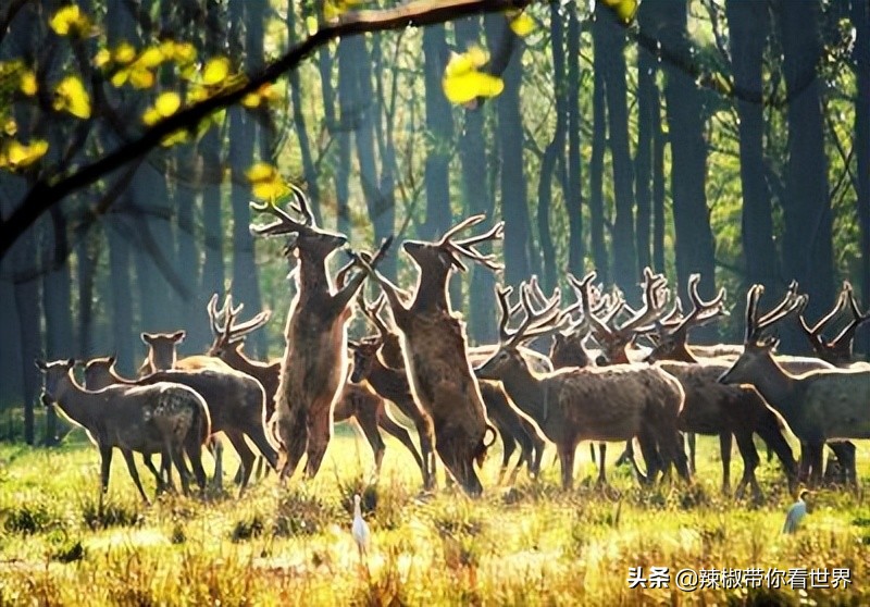 盐城最大的海边城市,盐城海岸线为何一直延伸