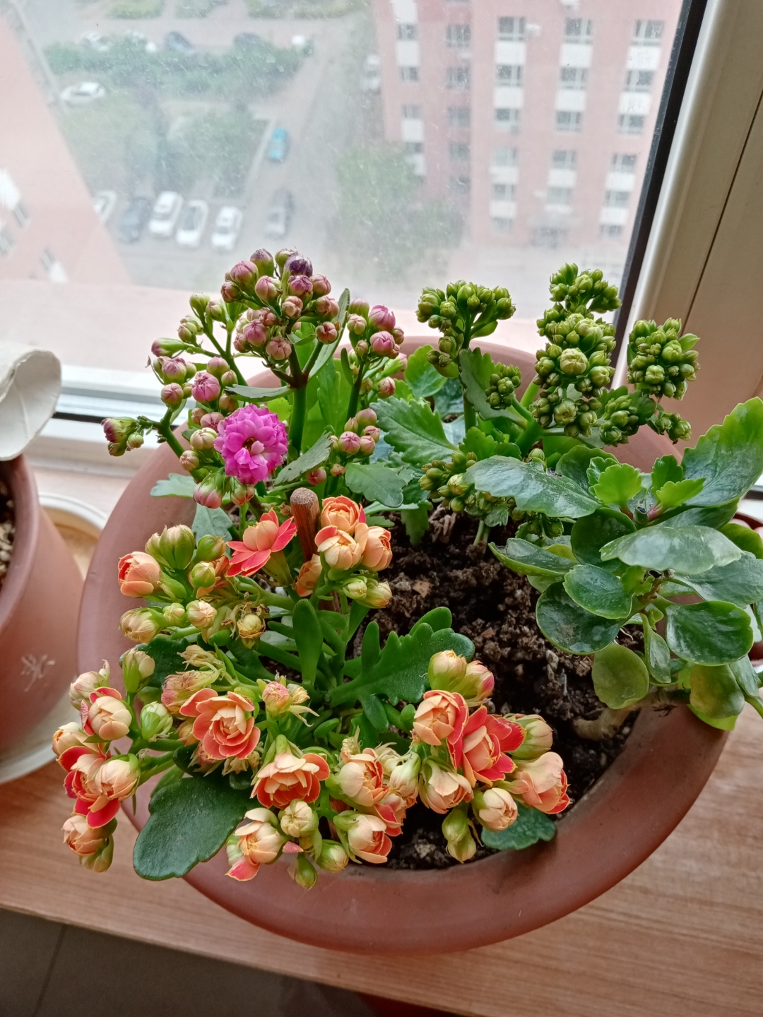 长寿花叶子小怎么处理,长寿花叶子小掉叶子是怎么回事