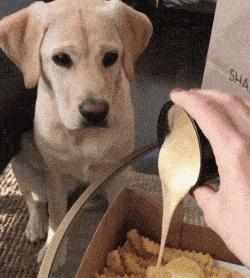 拉布拉多怎么越养越瘦了,自己养的拉布拉多骨架小偏瘦