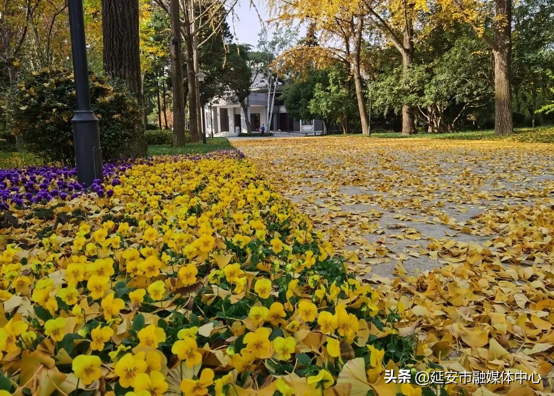 陕西宾馆迎来最佳观花赏景季节,陕西宾馆内景色