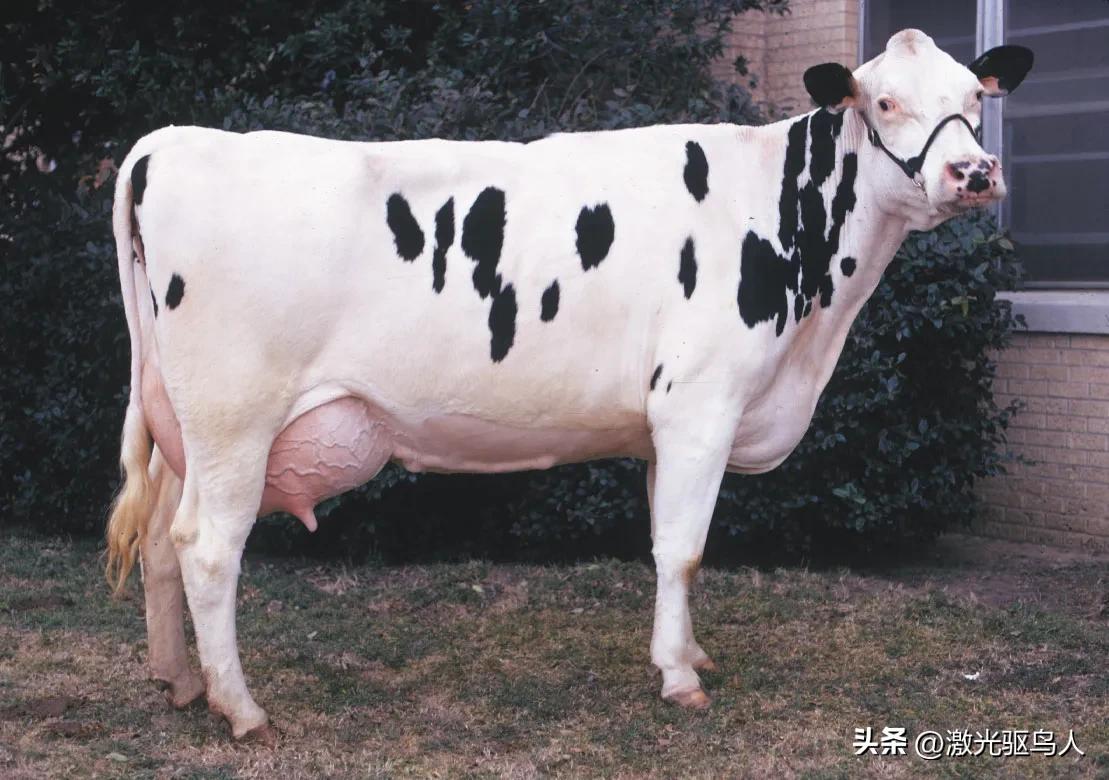 奶牛科普知识,奶牛的分类和作用