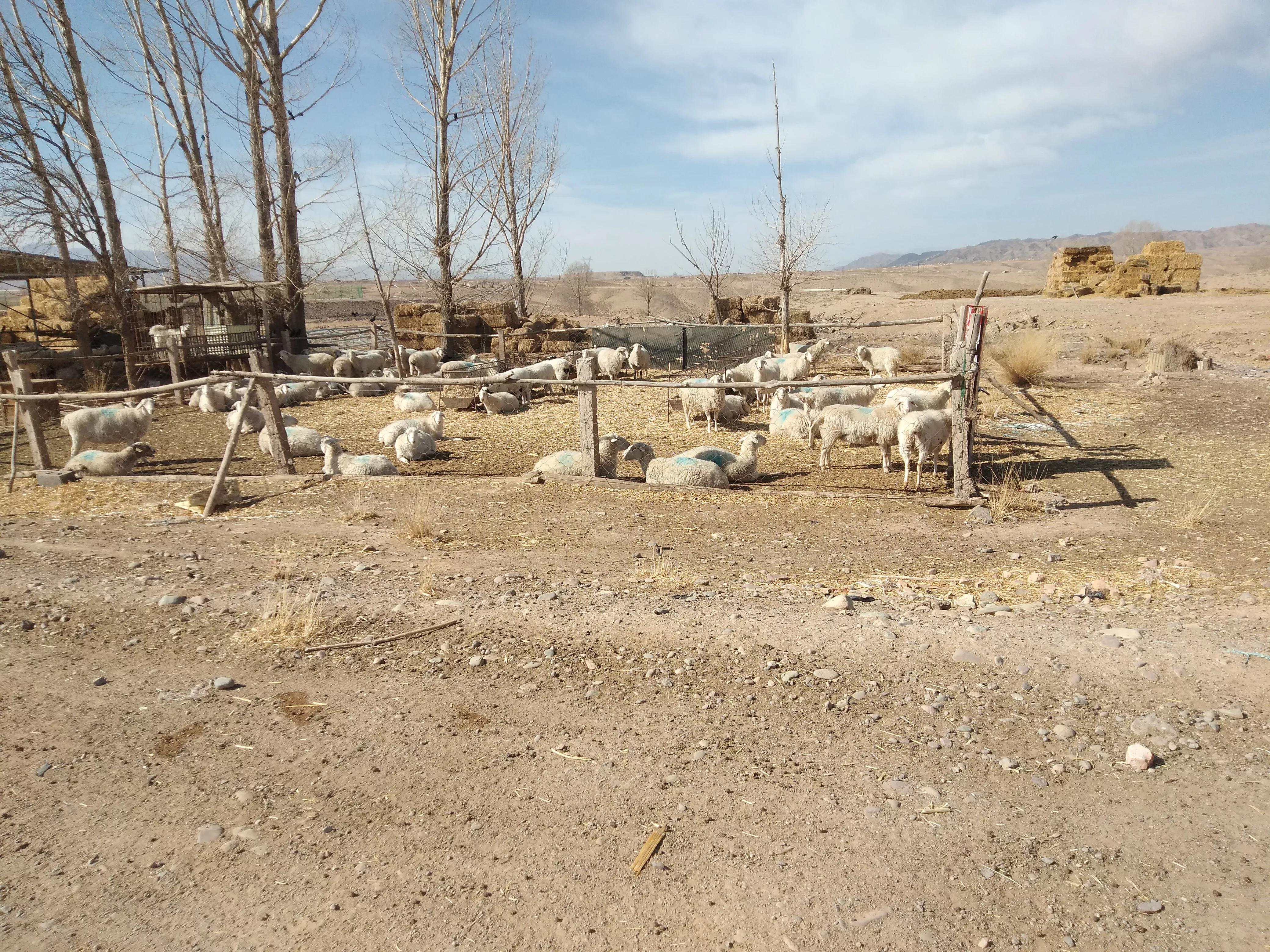 羊价依旧凄凉，“旺季不旺”的羊市，养羊人有苦难言