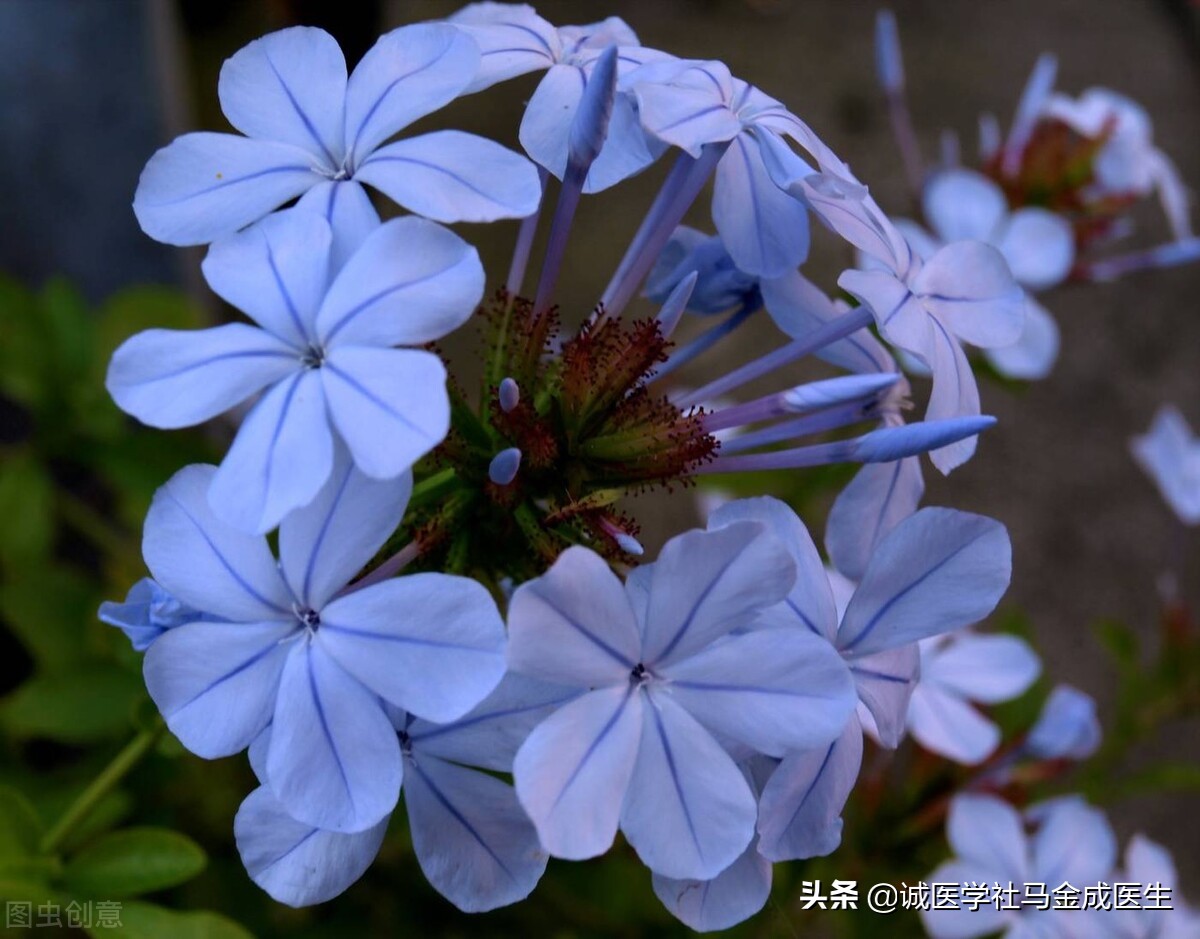 黄芪一味药,一味黄芪多少克