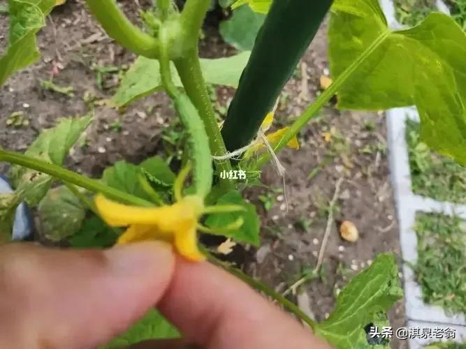 作物增产小技巧,农作物增产剂配方