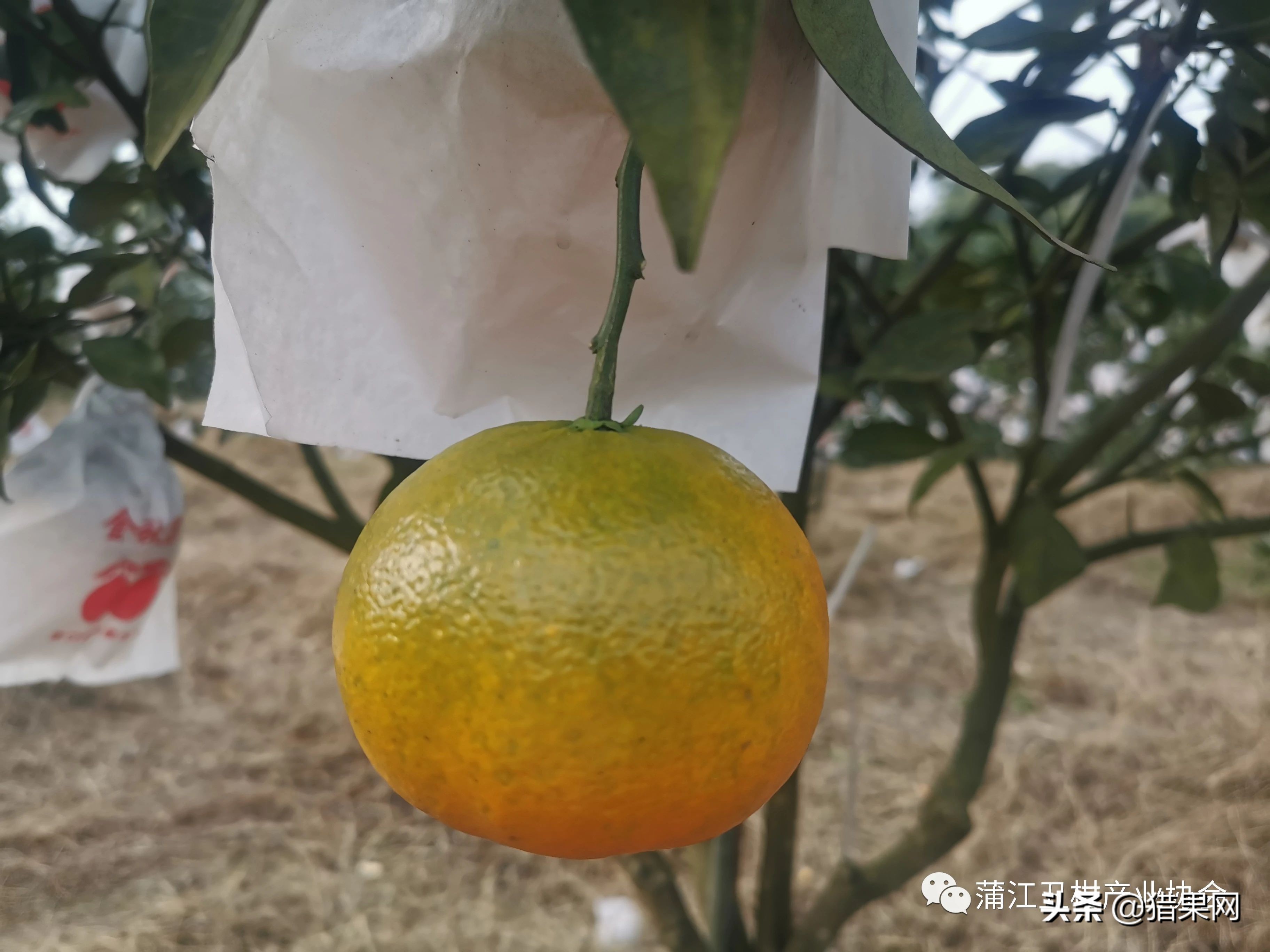 阳光一号柑橘裂果,阳光一号如何防治裂果