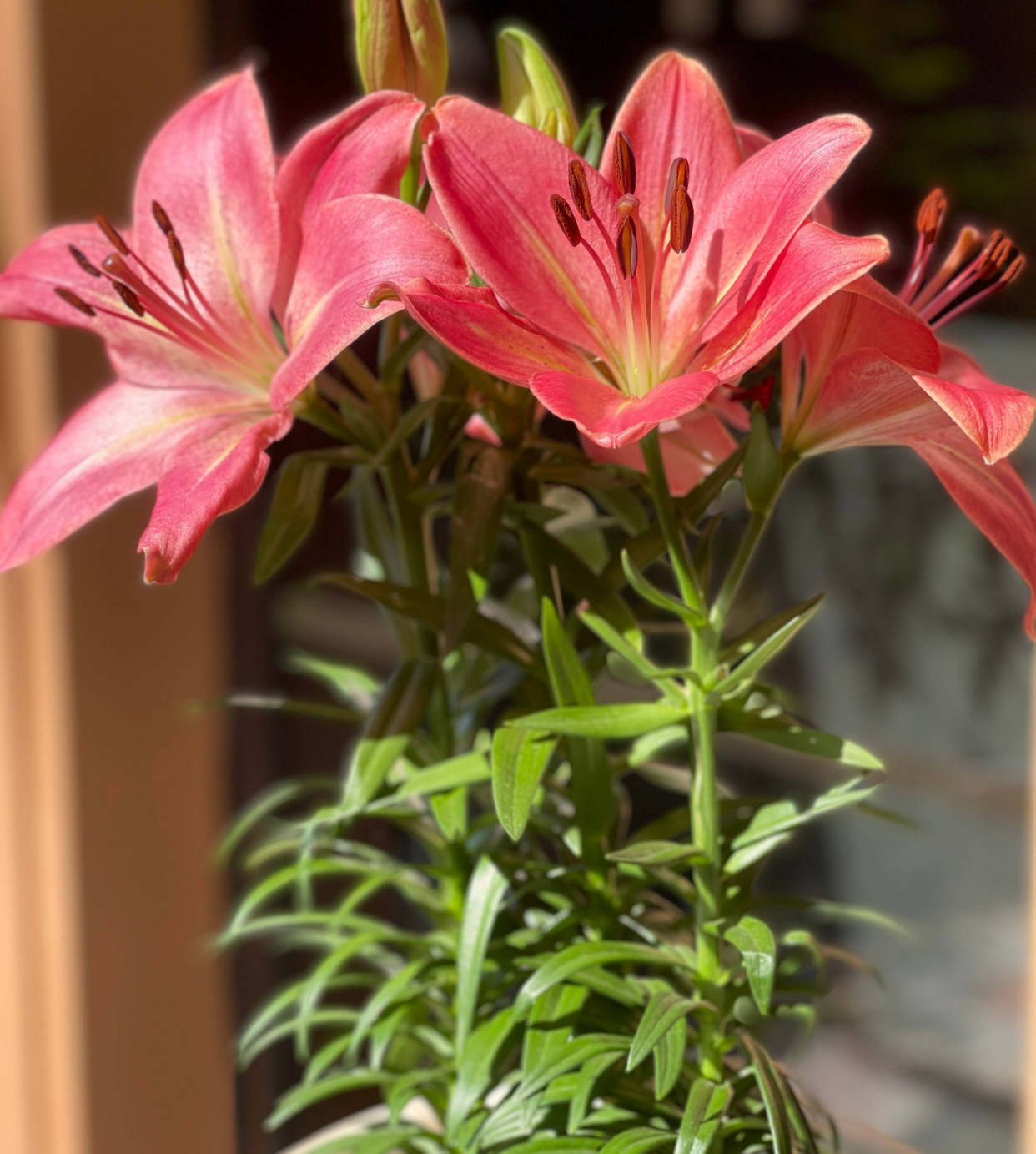 冬季盆栽百合花开完怎么处理,百合花种球冬季种植方法