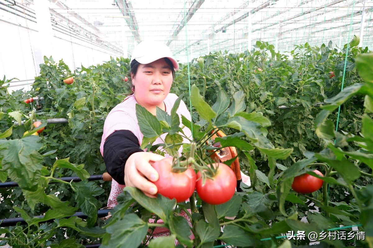 给蔬菜浇水有哪些注意事项,蔬菜水浇多了会不会影响生长
