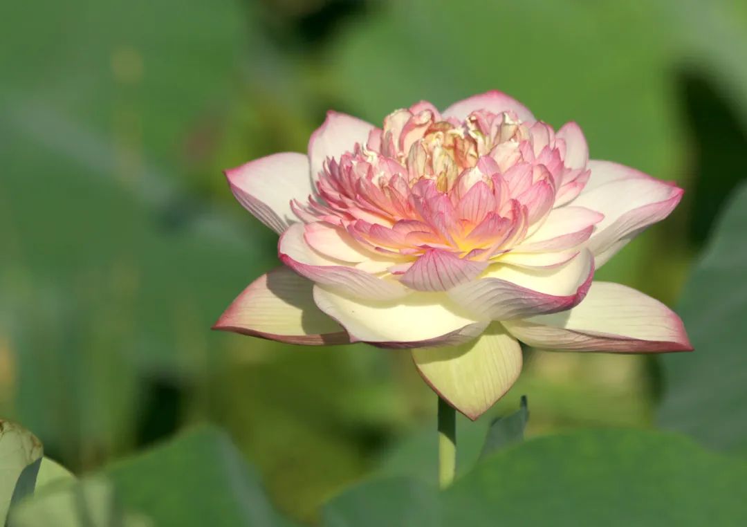 绝美的荷花品种大全图集,超好看荷花品种大型荷花