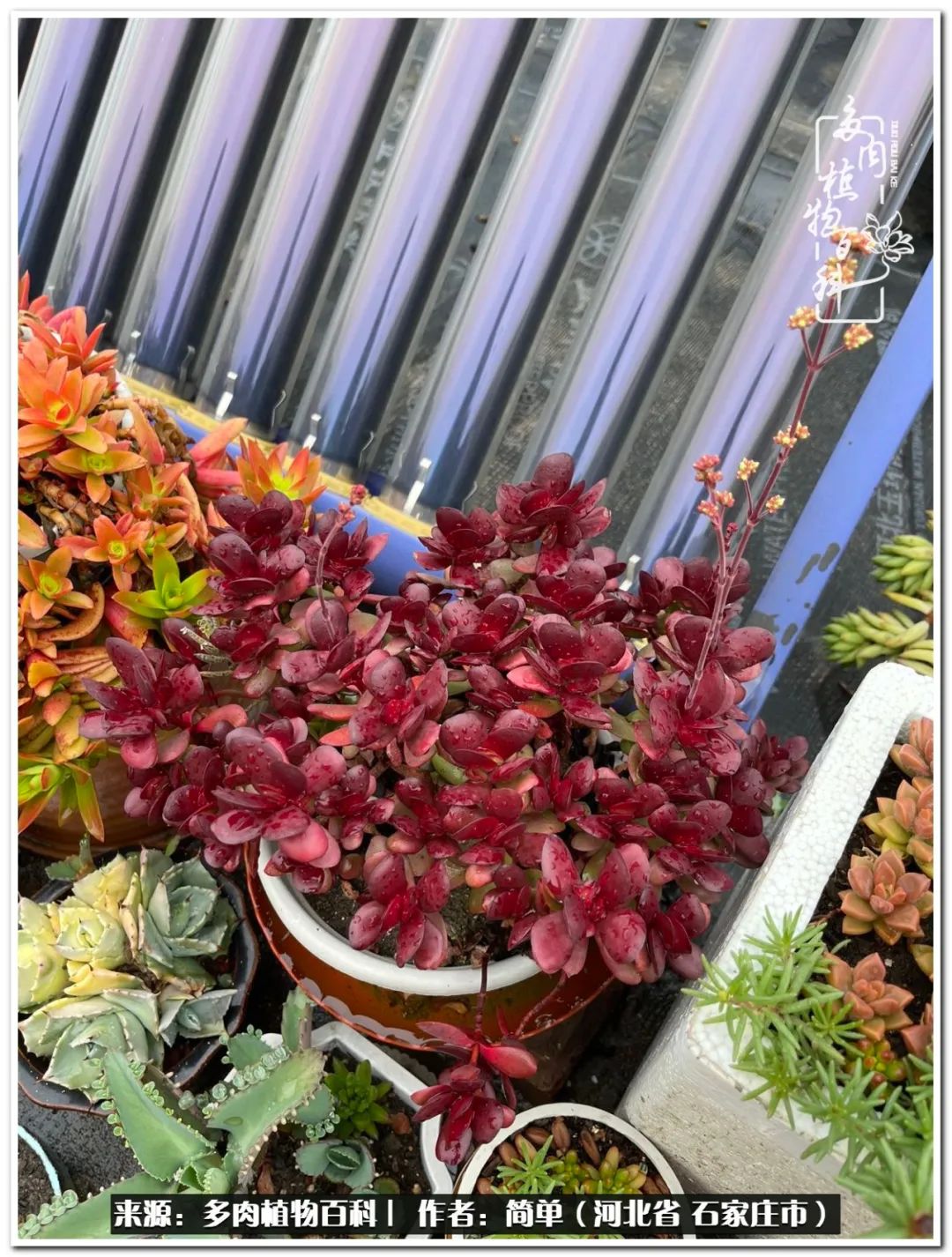 自从养了多肉以后视频,养多肉治愈生活中的疲惫和琐碎