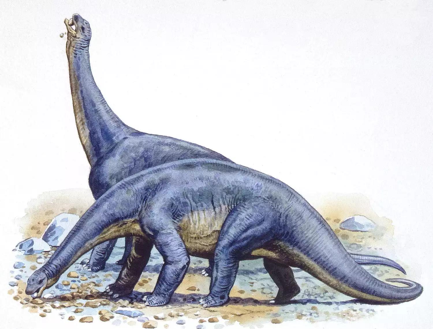 泰坦巨龙图片从哪来的,泰坦巨龙恐龙图片和简介