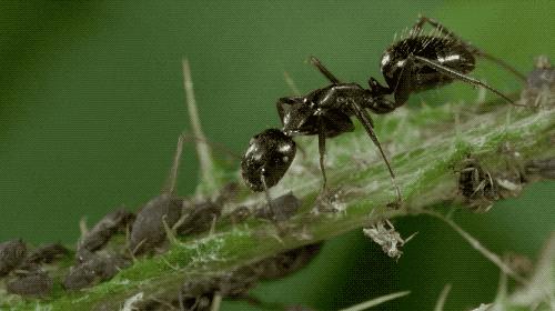 壁虎可怕,壁虎很可怕