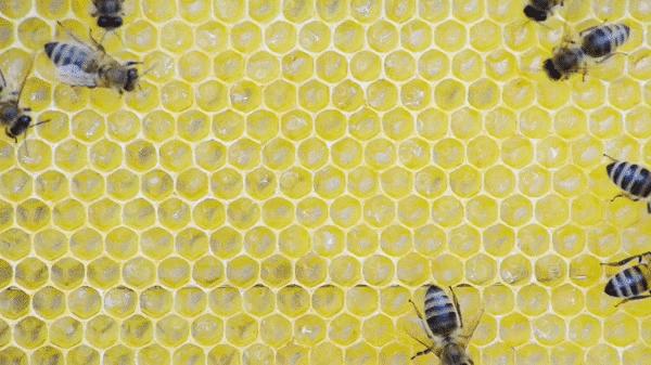 已经灭绝了的水果有哪些,即将消失的奇异昆虫