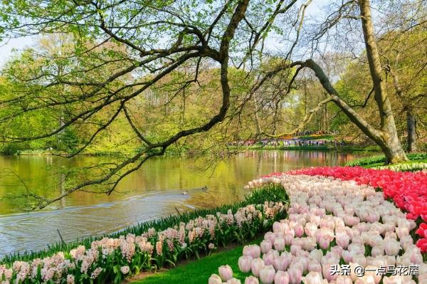夜皇后郁金香,郁金香粉红皇后