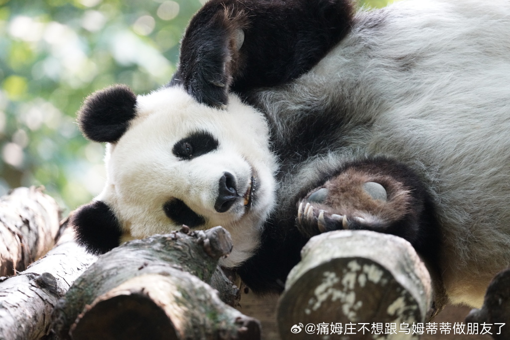 不高的高高和他不白的老婆白云——91年出生的童颜女神大熊猫白云