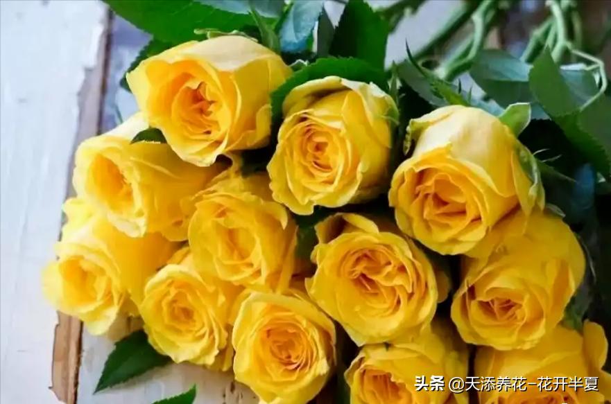 18朵粉色玫瑰花代表什么含义,5朵玫瑰花的寓意和花语是什么