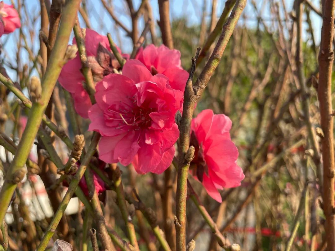番禺赏花的地方,广州番禺踏春赏花好去处免费