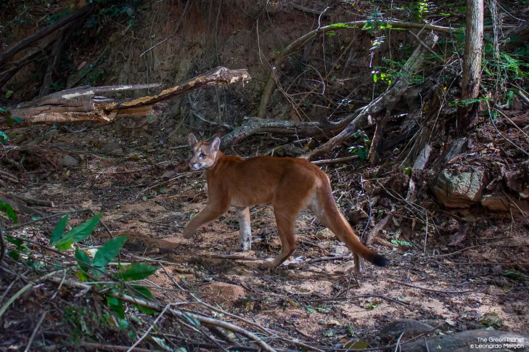 96岁还在奔波工作，这老爷子做出了今年9.8分神片