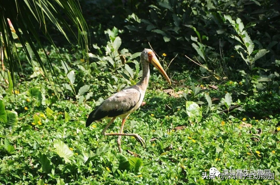 苗鸟怎么读,苗疆蛊事