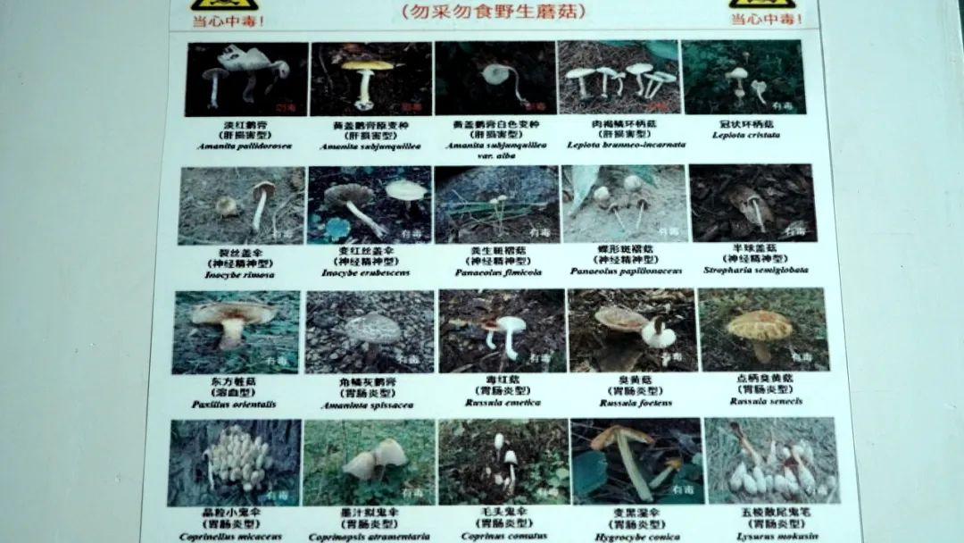 野生菌虽美味尝鲜需谨慎,绿春人