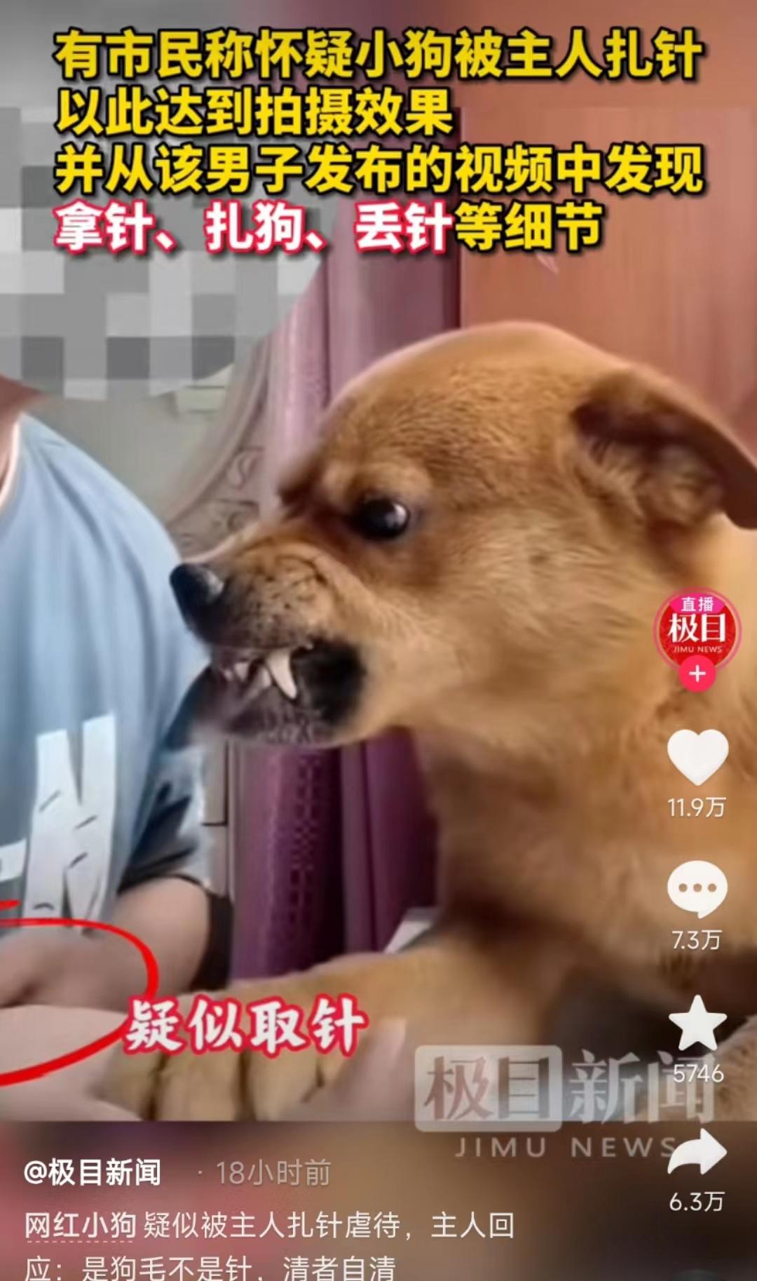 最委屈网红小狗龇牙咧嘴,委屈小狗疑似被虐待