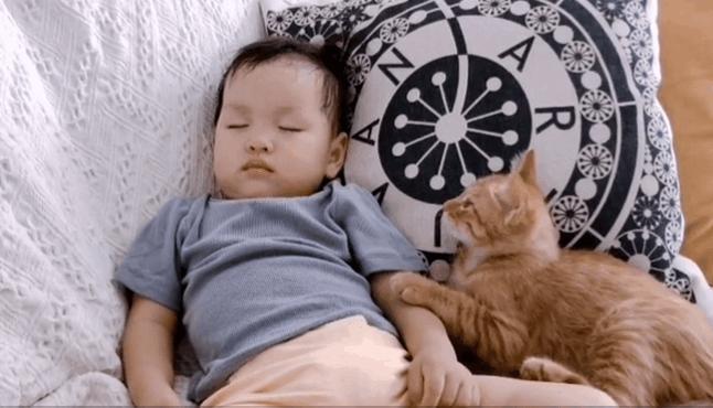 2018年全国宠物展排期表,深圳宠物展会2021排期明细表