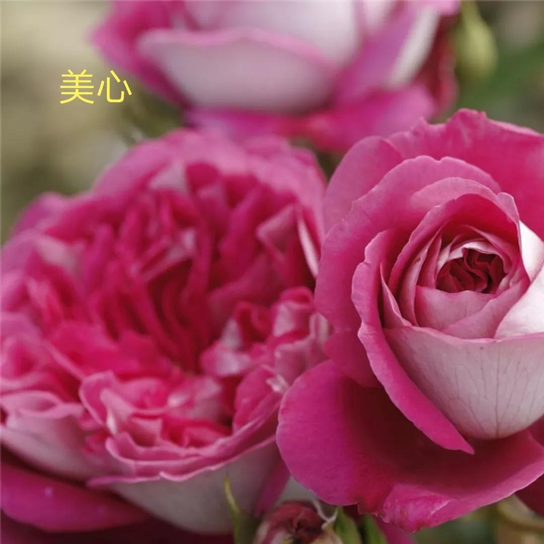 花店卖的切花月季品种,切花月季冬季修剪方法