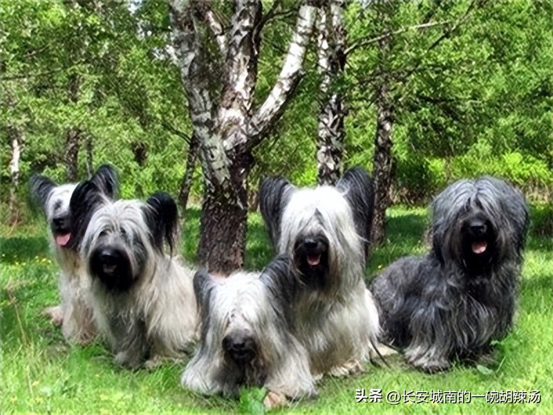 世界名犬大赛全程视频,世界名犬下司犬排名