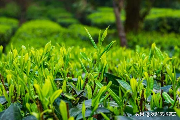 315茶叶骗局揭秘视频,现在买茶的新骗局是什么